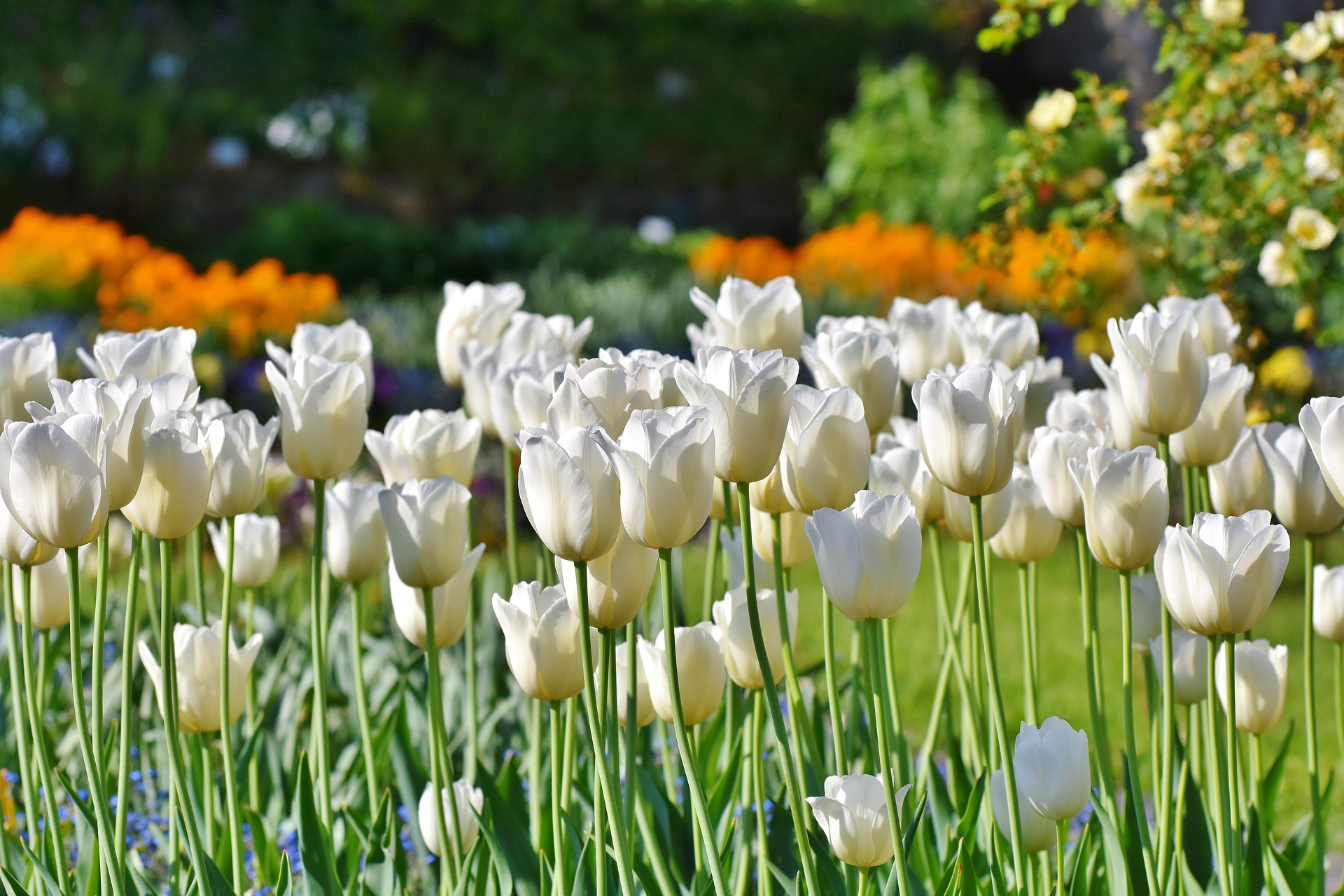 Tulpen - Die Frühblüher schlechthin Tulpen - Die Frühblüher schlechthin
