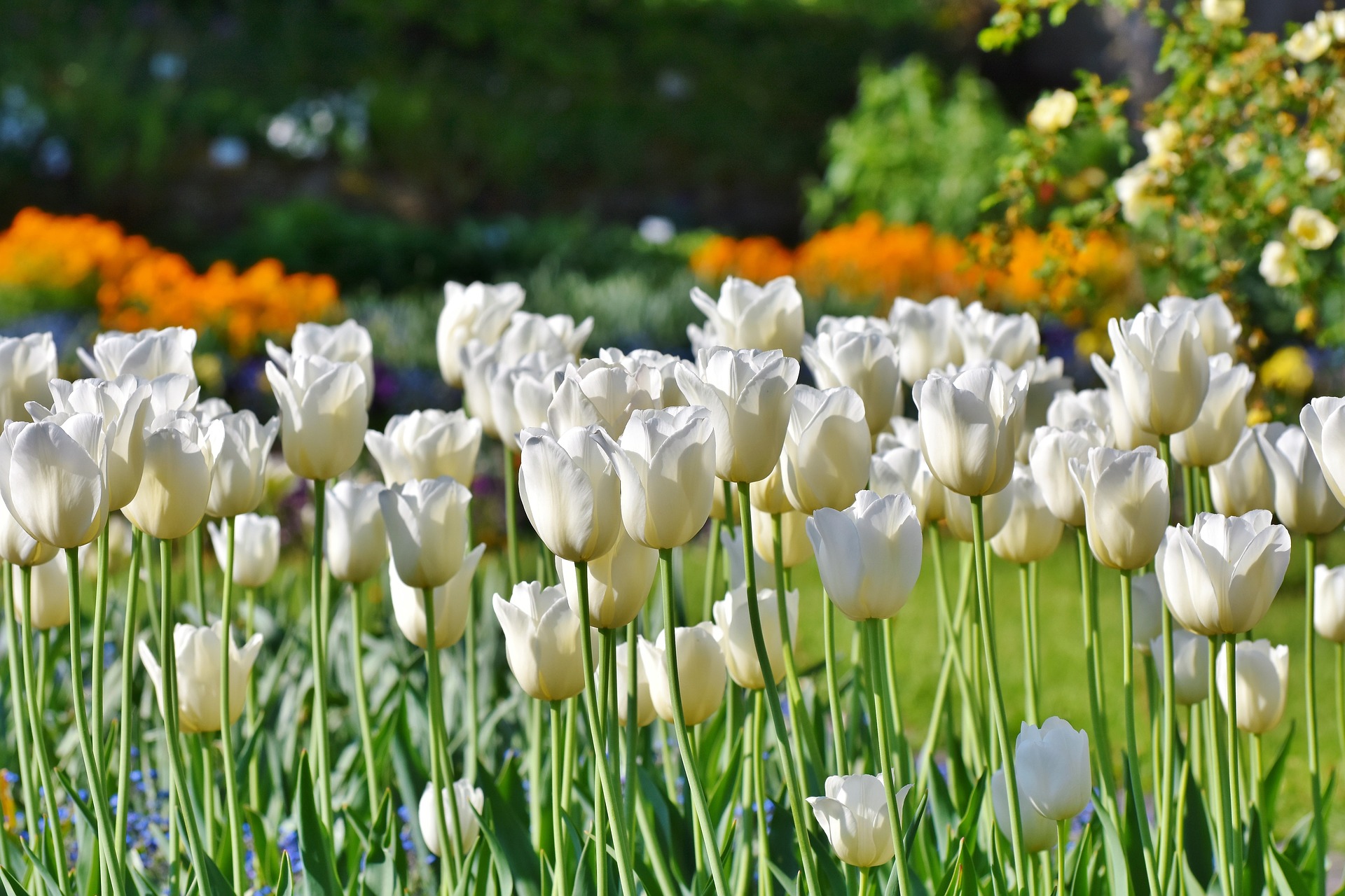 Tulpen - Die Frühblüher schlechthin 