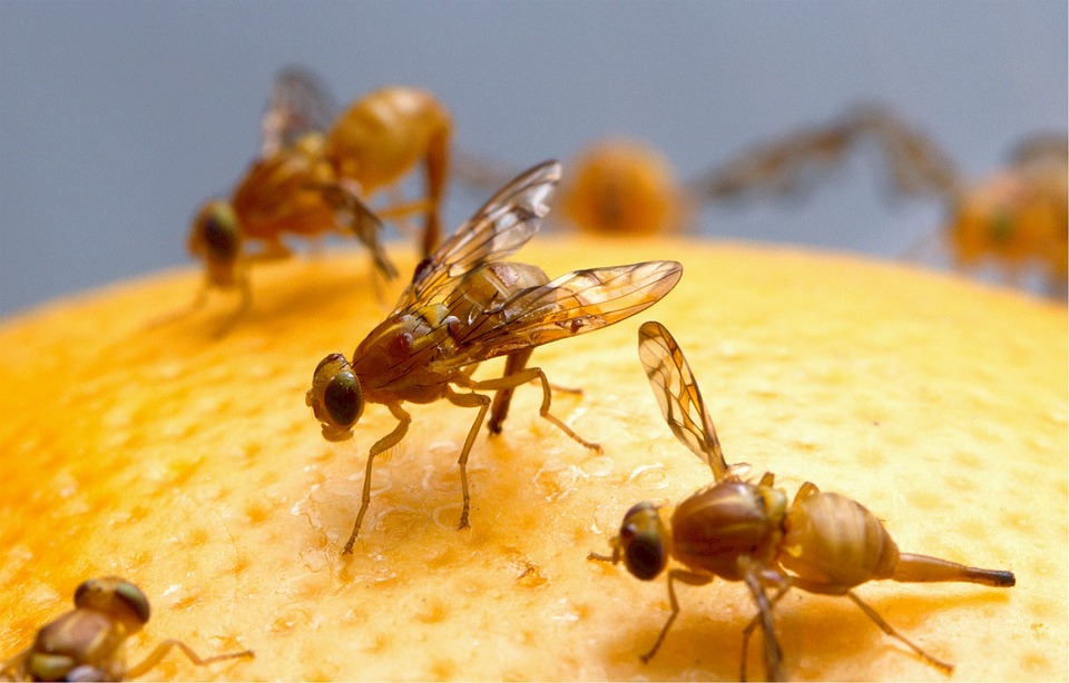 Insekten auf Orange